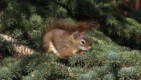 Cute-Squirrel-in-a-pine-tree-looking-at-the-camera
