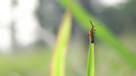 Living-On-Green-Grass-Meadow-Ecosystem,Animal-Insects-Wildlife