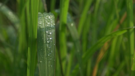 4k-morning-dew-drops-on-the-leaves