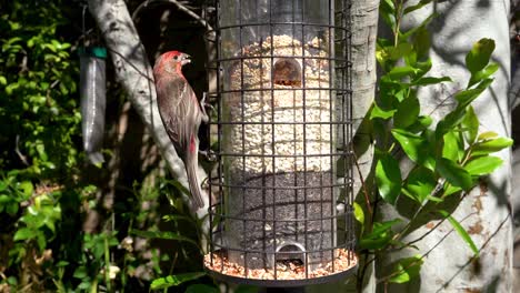 Finches-and-Sparrows-Eat-from-a-Backyard-Feeder
