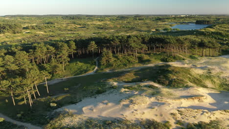 Flying-low-over-trees-with-sunset-in-National-park-Kennemerland
