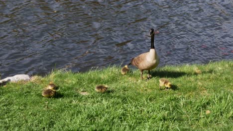 Goslings-eat-in-grass-around-mother-goose-as-she-looks-into-the-distance-in-front-of-a-flowing-pond