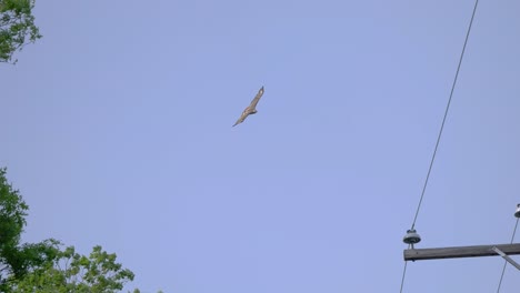 Red-Tailed-Hawk-soars-above-camera,-passing-power-lines-against-a-blue-sky
