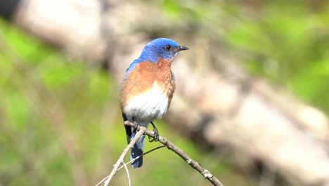 An-eastern-bluebird-sitting-on-a-small-branch-in-the-outdoors