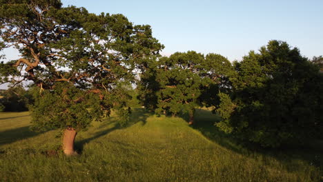 Eine-Drohnenansicht,-Die-Durch-üppig-Grüne-Bäume-In-Vollem-Sommerlaub-Im-Goldenen-Sonnenlicht-Des-Frühen-Abends-Reist,-Worcestershire,-England