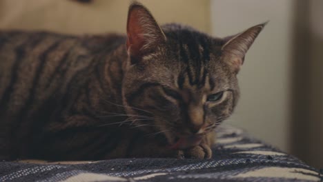 One-Tabby-Cat-Licking-Its-Paws-While-Resting-On-Bed---close-up