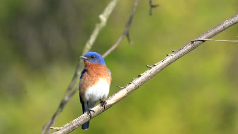 Un-Pájaro-Azul-Oriental-Sentado-En-Una-Pequeña-Rama-Al-Aire-Libre-Acicalándose-Sus-Plumas