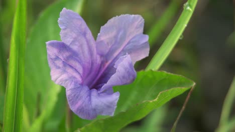 Primer-Plano-De-Flores-De-Color-Púrpura,-Naturaleza