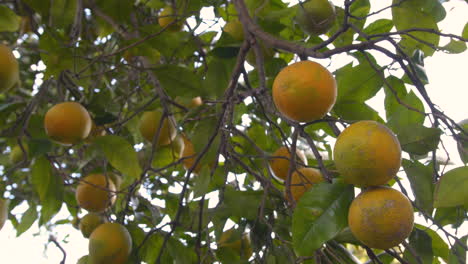 Looking-up-and-seeing-fresh-organic-oranges-in-the-tree