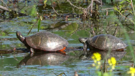 Zwei-Bemalte-Schildkröten,-Die-Auf-Einem-Untergetauchten-Baumstamm-Ruhen