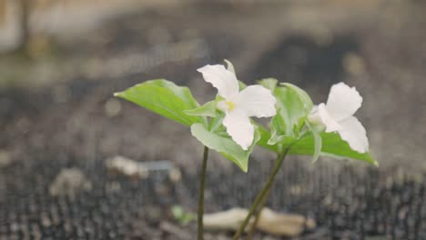 Hermoso-Trillium-Blanco-Floreciente-En-Primavera---Enfoque-Selectivo