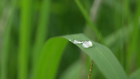 close-up-of-raindrops-on-grass-leaves-daun