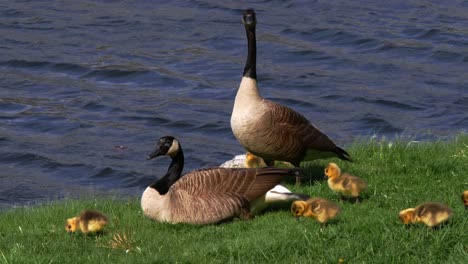 Two-adult-geese-walk-amongst-multiple-goslings