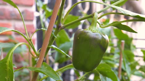 Close-up-of-a-green-pepper-plant-with-an-insect-in-the-fruit