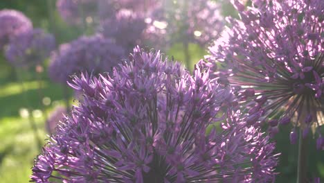 Flores-Púrpuras-Redondas-Allium,-Concepto-De-Vibraciones-De-Verano,-Primer-Plano