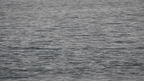 Ein-Delphin-Durchbricht-Beim-Schwimmen-Die-Wasseroberfläche