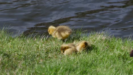 A-close-shot-of-goslings-as-they-feed-in-grass-near-the-edge-of-a-flowing-pond