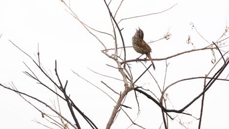 A-Song-Sparrow-sings-in-a-tree