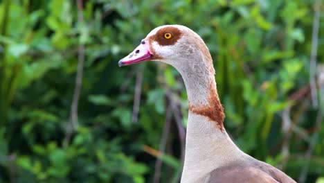 An-Egyptian-Goose-in-the-Sepulveda-Wildlife-Reserve
