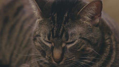 Sleeping-Tabby-Cat---close-up-shot