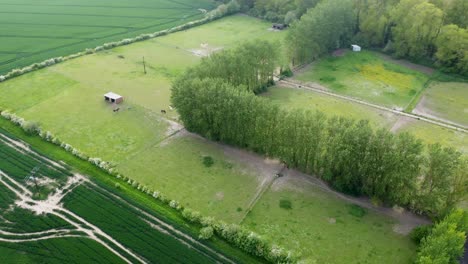 Aerial-video-of-fields-with-horses