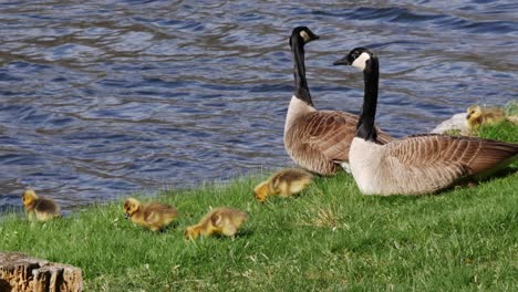 Goslings-feed-in-front-of-adult-geese-on-beautiful-green-grass-in-front-of-a-flowing-pond