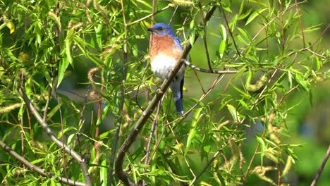 An-eastern-bluebird-sitting-on-a-small-branch-in-the-outdoors