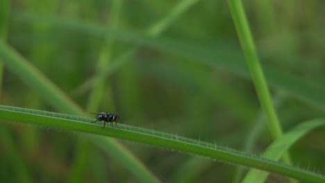4K-Flies-On-The-Grass