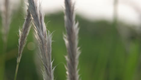 close-up-of-green-grass-leaves-with-blur-background
