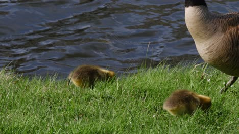 A-close-shot-of-a-group-of-goslings-as-they-feed-in-grass-at-the-edge-of-a-flowing-pond