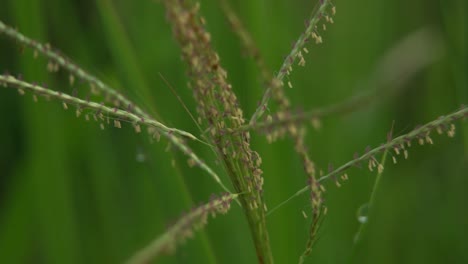 Grass-With-Dew-In-Spring-Morning