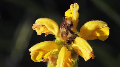 Biene-Sammelt-Pollen-Von-Einer-Gelben-Blume