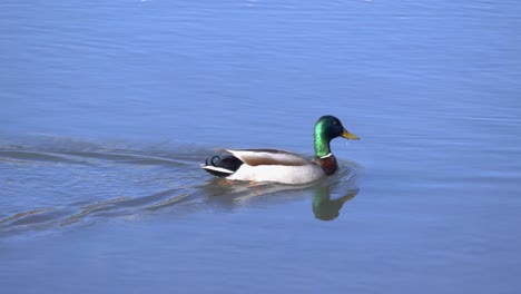 A-mallard-quickly-swims-through-a-blue-pond-under-sunlight