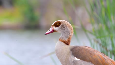 An-Egyptian-Goode-in-the-Sepulveda-Wildlife-Reserve
