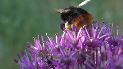 Bumblebee-Polinizando-Flor-Rosa-En-Macro-Vista-Cercana