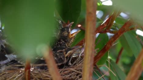 A-robin-chick-sits-in-a-nest-within-a-large-bush