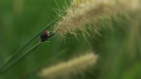 4k-closeup-Flies-On-The-green-grass