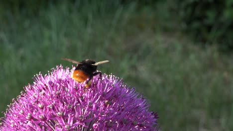 Hummel-Sammelt-Pollen-In-Lila-Blüten,-Nahaufnahme