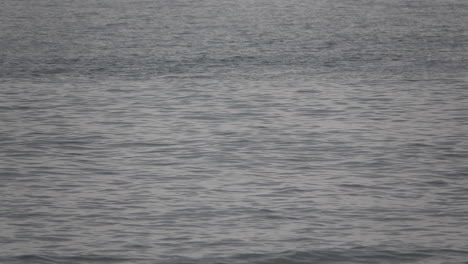 Se-Vislumbran-Delfines-Nadando-En-La-Luz-Plateada-De-La-Madrugada