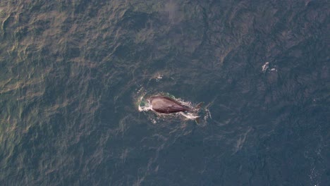 Luftaufnahme-Von-Buckelwalen,-Die-Wasser-In-Bondi-Beach-Blasen