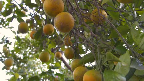 Home-grown-oranges-are-almost-ripe-in-the-tree