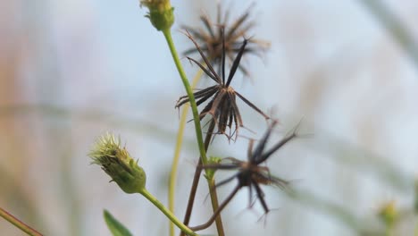 Braune-Getrocknete-Grasblume,-Natur