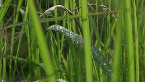 morning-dew-drops-on-green-grass-leaves-rumput