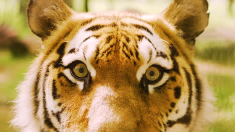 Nahaufnahme-Augen-Gefährdet-Tiger-Weibchen-Tiger-Katze-Tier-Löwin-Löwe-Erwachsen-Raubtier-Kopf-Gefährlich-Niedlich-Panthera-Pantern-Sibirisch-Entzückend-Jungtier-Weißer-Tiger-Schauend-Augenkontakt-Essen-Ohren-Immersiver-Blick