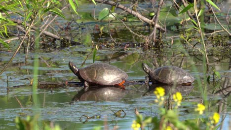 Zwei-Bemalte-Schildkröten,-Die-Auf-Einem-Untergetauchten-Baumstamm-Ruhen