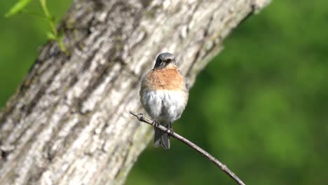 An-eastern-bluebird-sitting-on-a-small-branch-in-the-outdoors-preening-its-feathers