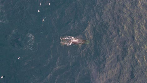 Seevögel,-Die-über-Buckelbartenwale-Fliegen,-Atmen-Und-Wasser-Blasen---Walbeobachtung-Am-Bondi-Beach,-Nsw,-Australien