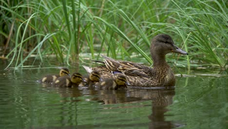 Cute-newborn-ducklings-promptly-follow-Mother-duck-through-Forest-lake