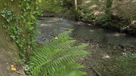 Shaded-woodland-creek-flowing-forest-river-rough-idyllic-lush-foliage-valley-riverbank-birdseye-dolly-right