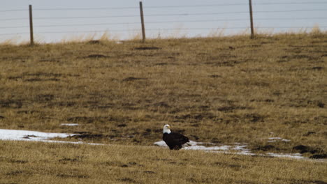 Bald-Eagle-On-Grassy-Ground-At-Waterton-Park